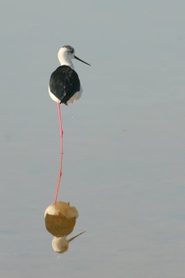 Steltkluut - Himantopus himantopus - Black-winged Stilt