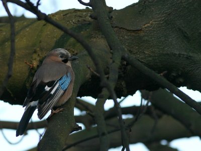 Gaai - Garrulus glandarius - Jay