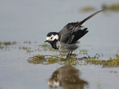 Rouwkwikstaart -Pied Wagtail