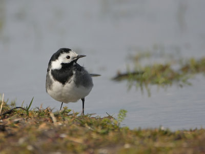 Rouwkwikstaart - Motacilla yarrellii - Pied Wagtail