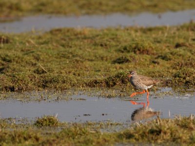 Tureluur - Tringa totanus - Redshank