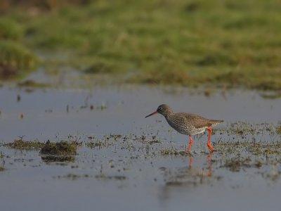 Tureluur - Tringa totanus - Redshank