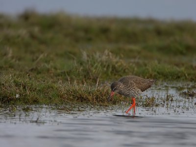 Tureluur - Tringa totanus - Redshank