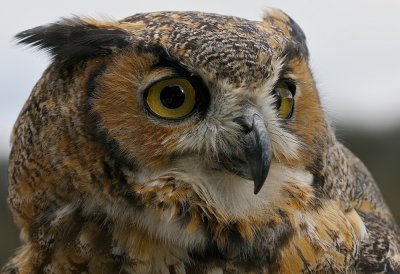 Oehoe - Bubo bubo - Eagle Owl