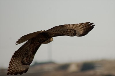 Hawk.JPG