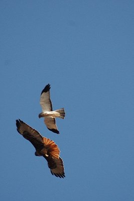 Birds of a feather.JPG