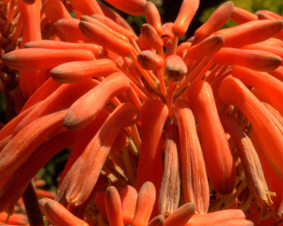 flowers_in_land_park_sacramento