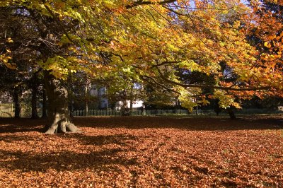 Sandford Park