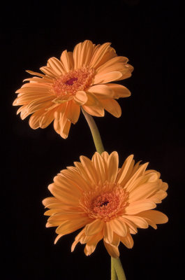 Gerbera1_Ad_150506_r-02.jpg