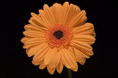 Gerbera2_Ad_150506_r-02.jpg