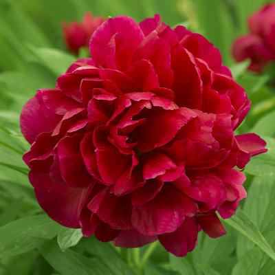 RedPeony_sR_050606_r-01_PhB.jpg