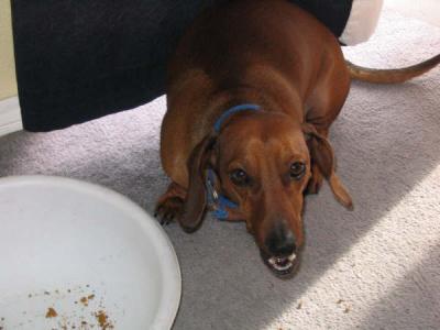 I'm FAT look at me eat.JPG