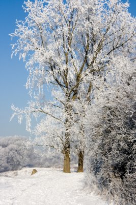 _MG_2215278.jpg