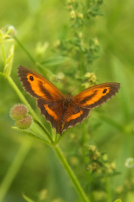 Garden Butterfly