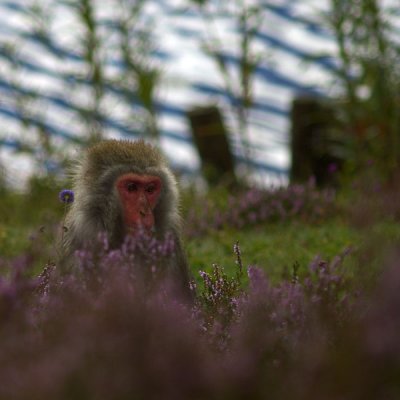 Japanese Snow Monkey 2