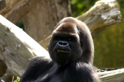 Silverback Gorilla