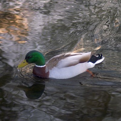 Cromford Mallard