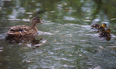 Mallard Family Escort