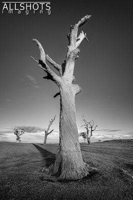 Dead_Trees_of_Strath#5.jpg