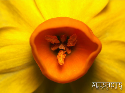 Daffodil.jpg