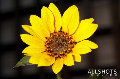Small_Sunflower.jpg