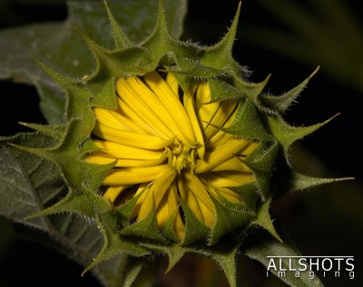 Sunflower_Bud.jpg