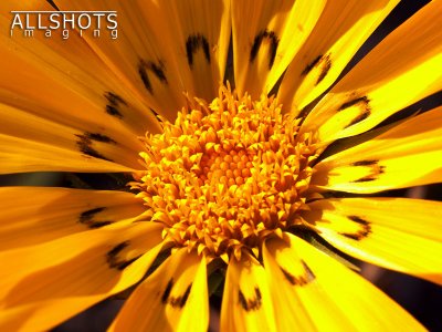 Sunflower_Open.jpg