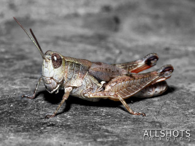 Grasshopper_2.jpg