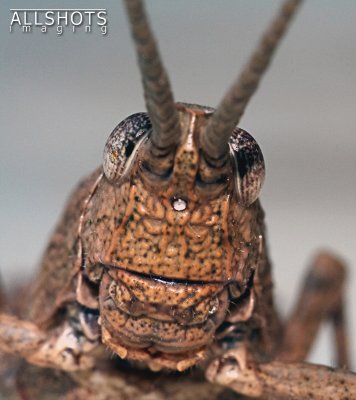 Grasshopper_Closeup1.jpg