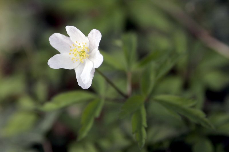 bosanemoon - Anemone nemorosa