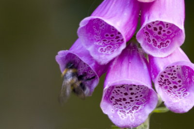 Vingerhoedskruid / Digitalis Purpurea