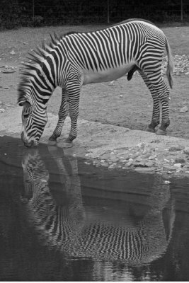 zebra 20060731009