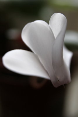 White 20080403008
