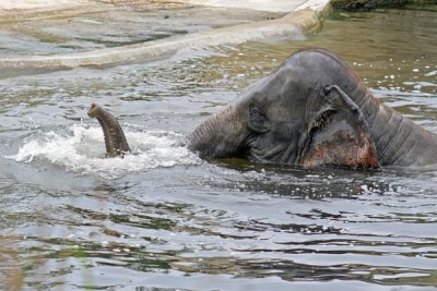 elephant / olifant  20060731032