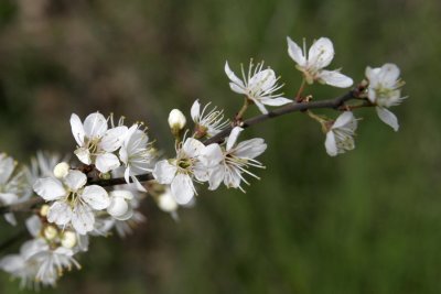bloesem 20080412161
