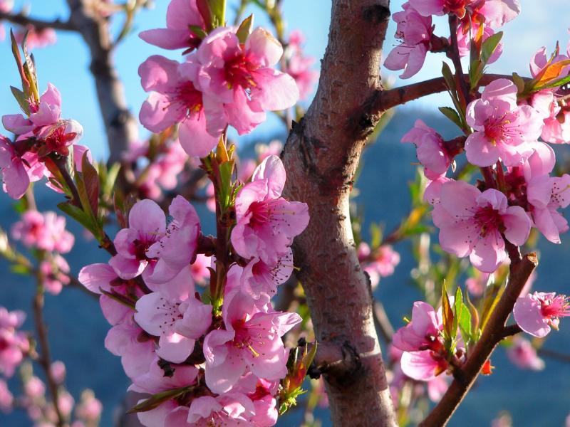 Peach blossoms