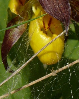 Orchid and spider.jpg