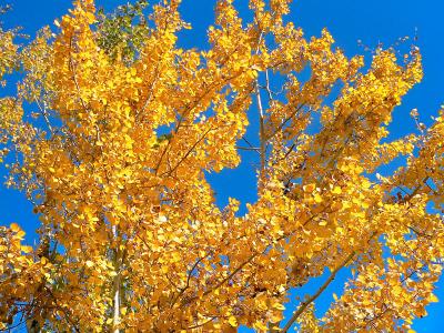 Blue and gold...aspens in autumn