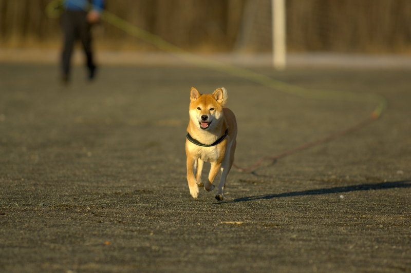 Hundetrening 07.JPG