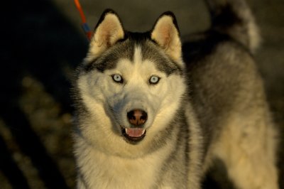 Hundetrening 01.JPG