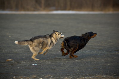 Hundetrening 06.JPG