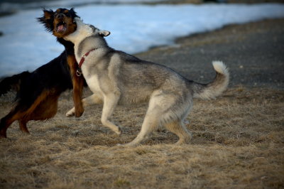 Hundetrening 20.JPG