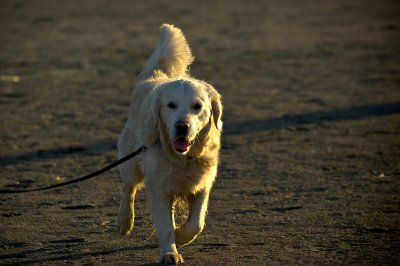 Hundetrening 23.JPG