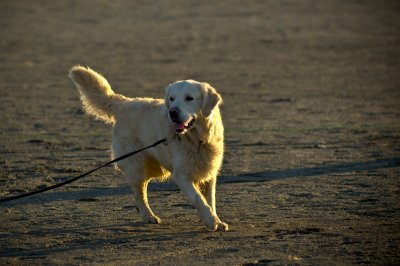 Hundetrening 28.JPG