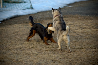 Hundetrening 29.JPG