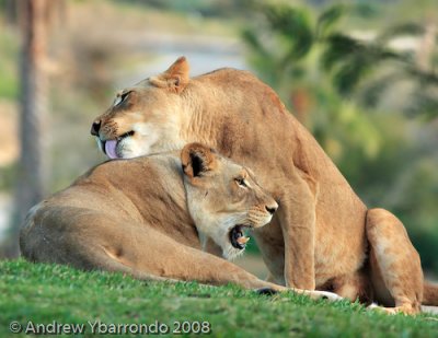 Lions Licking.jpg