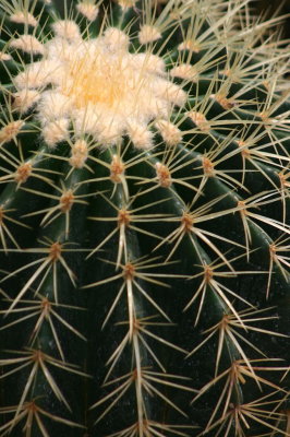 web001barrel cactus.JPG