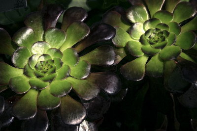 web003watercolor succulents.JPG