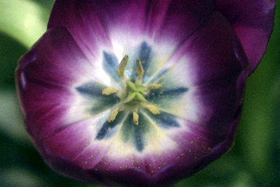 web002watercolor tulip.JPG