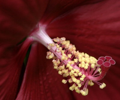 web001stamen.JPG